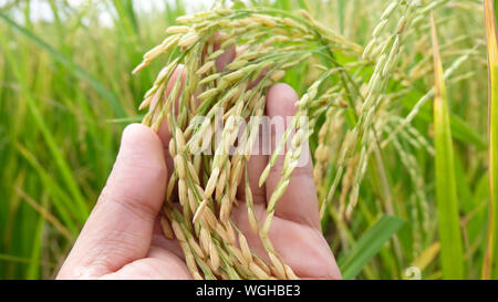 Tendrement la main de toucher un jeune du riz dans la rizière,main tenant le riz avec du soleil chaud, Gros plan du champ de riz paddy jaune avec golden sun rising Banque D'Images