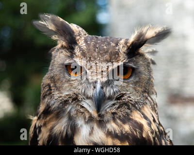 Portrait d'un grand hibou visage et à la tête Banque D'Images