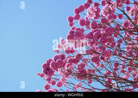 Détail de floraison mauve en arbre Ipe avec ciel bleu Banque D'Images