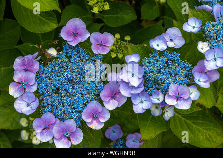 Belle hortensia à fleurs bleues et feuilles vertes, photo prise aux Pays-Bas Banque D'Images