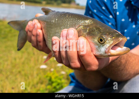 La pêche avec une canne et attraper des 'Asp Aspius aspius' dans la pluie de l'IJssel river province Overijssel Deventer à proximité Banque D'Images