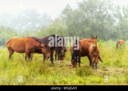 Troupeau de chevaux de manger sur un pré. Chevaux dans une prairie de brouillard en automne. Chevaux sauvages paissant dans la prairie sur misty matin d'été. Banque D'Images