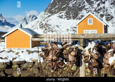 La morue séchée chefs accroché sur séchoir. Iles Lofoten. La Norvège Banque D'Images