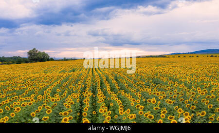 Vue aérienne du champ de tournesols. Banque D'Images