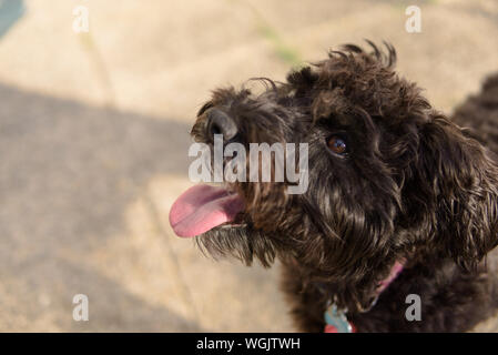 Jusqu'à la propriétaire du chien au caniche schnoodle mix schnauzer petit chien mignon Banque D'Images