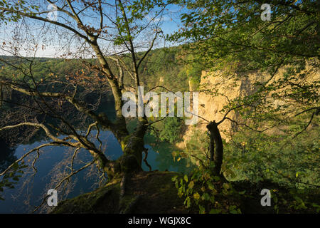 Un vieil arbre sur le bord du lac Dornheckensee murs dans la lumière du soleil couchant sur une chaude journée d'été. Banque D'Images