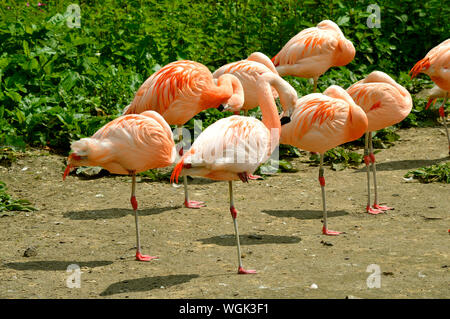 Un troupeau de Caraïbes nom Latin flamingo Phoenicopterus ruber sleeping Banque D'Images