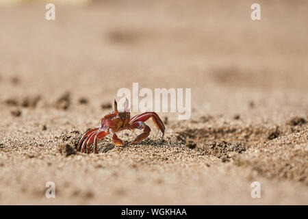 Le crabe fantôme dans le sable Banque D'Images