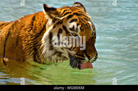 Tiger walking dans de l'eau marque une pause pour boire un verre Banque D'Images