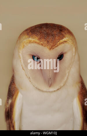 Close-up Portrait Of Barn Owl