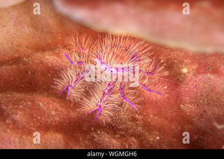 Un beau violet et rose hairy squat lobster se cache dans une crevasse sur une éponge. Banque D'Images