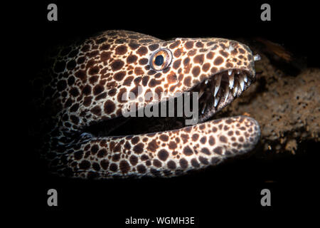 Une belle laced Moray Eel pairs hors de son récif tropical crevasse, la bouche ouverte, c'est sa façon de respirer comme elle pompe l'eau de mer fraîche grâce à son gill Banque D'Images