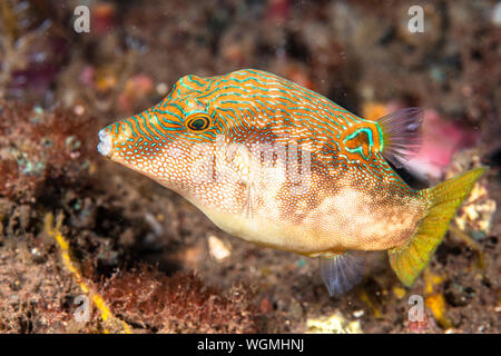 Un petit poisson appelé Toby, empreintes digitales ou comprimé toby, habite les eaux peu profondes de l'Indonésie et expositions de stries de couleur vert, orange un Banque D'Images