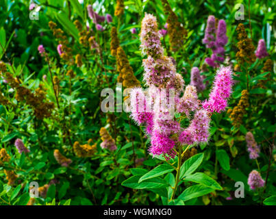 La Spirée tomenteuse steeplebush de fleurs colorées en fleur, espèce de plantes tropicales de l'Amérique, le jardin d'ornement, fleurs nature background Banque D'Images
