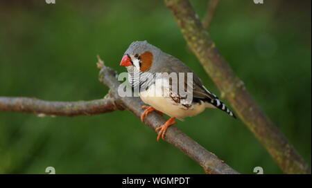 Petit oiseau sur une branche Banque D'Images