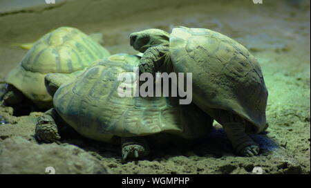 Équitation tortues Banque D'Images