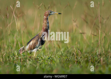 - Crabier blanc chinois Ardeola Bacchus est un oiseau d'eau douce de l'Asie de l'Est de la famille des hérons, (Ardeidae). La chasse sur la prairie. Banque D'Images