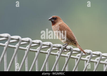 Scaly-breasted munia munia ou tachetée - Lonchura punctulata, connu comme la muscade ou mannikin spice Finch, sparrow moyennes serpents brown finch indigènes de tr Banque D'Images