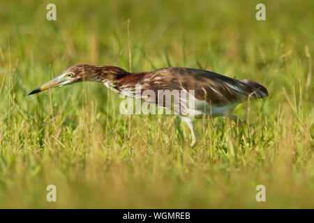 - Crabier blanc chinois Ardeola Bacchus est un oiseau d'eau douce de l'Asie de l'Est de la famille des hérons, (Ardeidae). La chasse sur la prairie. Banque D'Images