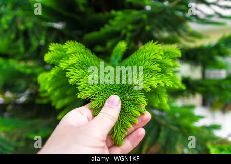 La direction générale d'un vert vif de chambre pin, pin, l'île Norfolk Araucaria heterophylla Araucaria cookii, chez l'homme de main libre Banque D'Images