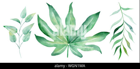 Les feuilles exotiques tropicales aquarelle illustration raster dessiné à la main. Les plantes de la forêt tropicale isolée cliparts. La flore de la jungle dessin aquarelle. Vert feuille Banque D'Images