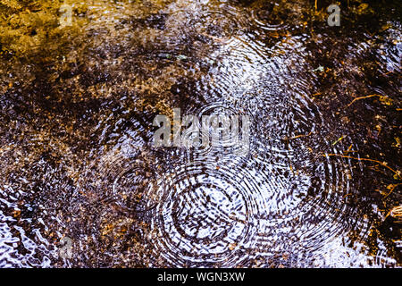 Les gouttes de pluie tombant sur une flaque d'eau dans une forêt. Banque D'Images