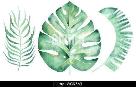 Feuilles vert aquarelle illustration raster dessiné à la main. Feuillage exotique cliparts isolés. Monstera, la feuille de palmier, des rameaux de dessin aquarelle liana. Été Banque D'Images