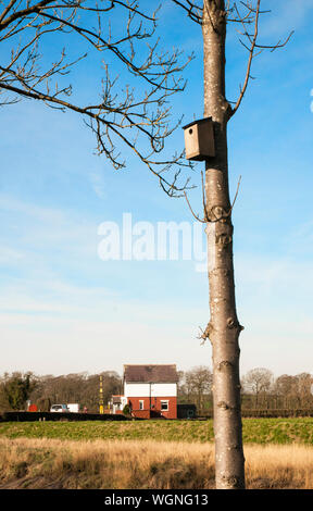 La nidification des oiseaux en bois fort attachés à côté de tronc d'arbre dans la campagne Banque D'Images