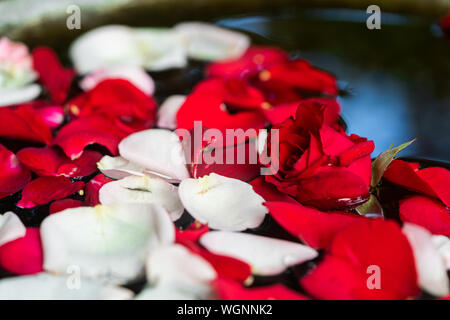 Des pétales de rose sur l'eau Banque D'Images