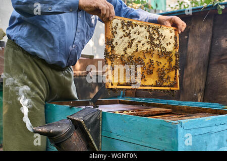 L'homme est titulaire d'un nid dans un cadre en bois avec beaucoup d'abeilles dans une ruche en plein air. Il y a un fumeur d'abeilles sur la ruche. Soleil brille sur eux. Hor Banque D'Images