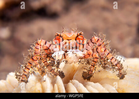 Petit crabe boxeur porte autour d'une petite anémone de mer dans chaque étrier, ressemblant à un boxer avec des gants ou avec pom pom-poms. Banque D'Images