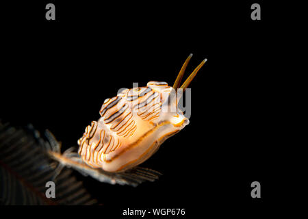 Un beigne nudibranch tourné dans la nuit montre sa forme unique et la couleur contre l'eau noire. Banque D'Images