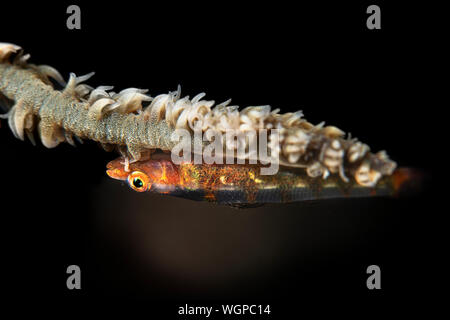 Un petit whip coral vit sur son hôte que le nom implique. Les gobies sont connus pour pondre leurs oeufs sur le whip coral puis restent très près d'eux u Banque D'Images