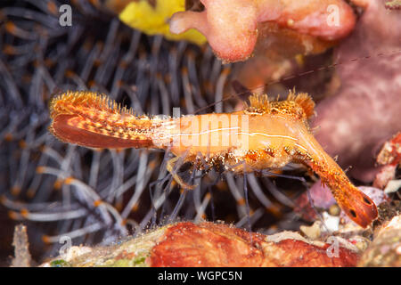 Un arthropode étrange appelé le Donald Duck est situé sur un récif de crevettes se nourrissent de petites particules dans l'eau. Banque D'Images