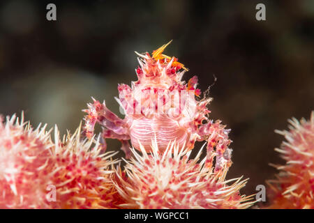 Un crabe corail rouge et blanc au sommet repose un morceau de corail de la même couleur, qu'il utilise pour se fondre dans d'éviter la prédation. Banque D'Images