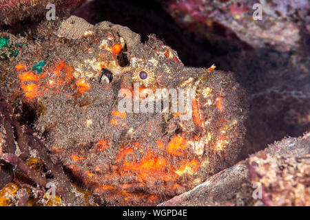 Un poisson-pierre toxique repose sur un récif en attente d'embuscade tout petit poisson qui nage par sa bouche. Il est aussi l'un des plus connu de l'homme poissons venimeux. Banque D'Images