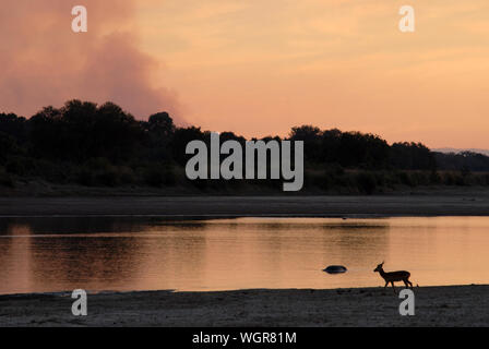 Coucher de soleil sur le parc de South Luangwa Mfuwe,, Zambie. Banque D'Images