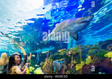 Ripley's Aquarium of Canada, personnes regardant les requins et d'autres à la vie de la mer un aquarium public de Toronto, les touristes de l'observation des animaux Banque D'Images