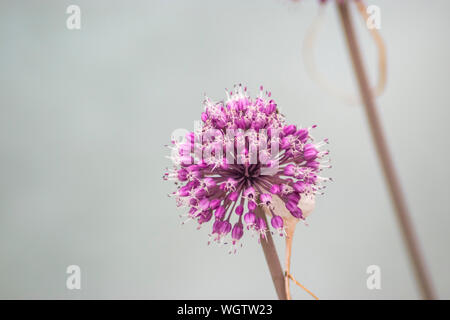 Pissenlit fleur violet sur un fond flou. Banque D'Images