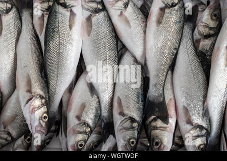 Poissons de mer fraîchement pêchés à l'intérieur d'un conteneur prêt à mettre la glace. Banque D'Images