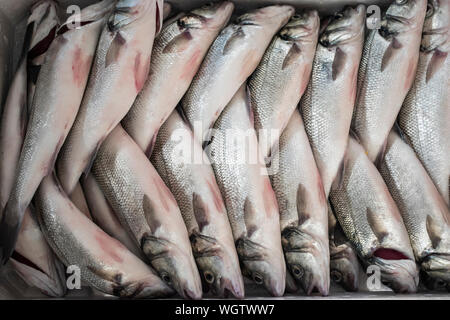 Poissons de mer fraîchement pêchés à l'intérieur d'un conteneur prêt à mettre la glace. Banque D'Images