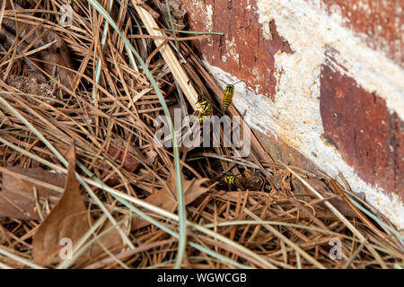 Les guêpes jaunes, wasp, près du trou à leur nid en dessous de la surface du sol. Banque D'Images