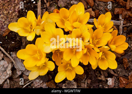 Crocus chrysanthus floraison printemps 'Goldilocks' en pleine floraison. Banque D'Images