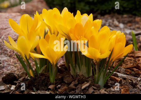 Crocus chrysanthus floraison printemps 'Goldilocks' en pleine floraison. Banque D'Images