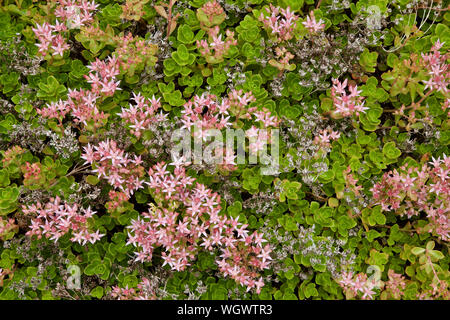 Une vue du haut vers le bas d'une dérive vers l'orpin sedum à fleurs roses. Banque D'Images