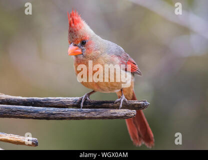 Pyrrhuloxia, Arizona. Banque D'Images