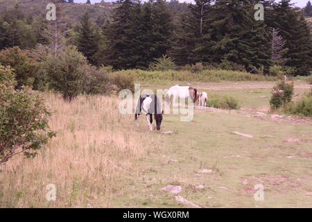 Poneys sauvages à Grayson Highlands State Park, de la bouche de Wilson, Virginie Banque D'Images