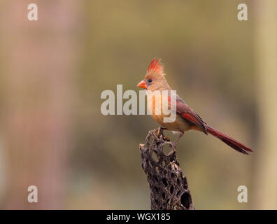 Le Cardinal rouge femelle, montagnes Tortolita, Marana, près de Tucson, en Arizona. Banque D'Images
