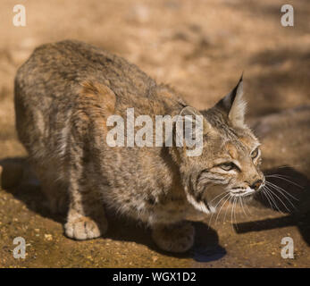 Le Bobcat dans montagnes Tortolita, Marana, près de Tucson, en Arizona. Banque D'Images