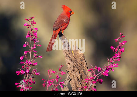 Cardinal rouge, Marana, près de Tucson, en Arizona. Banque D'Images